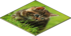 Cardboard  6 x  6 Thick with Sharp Corners with Cat Photo