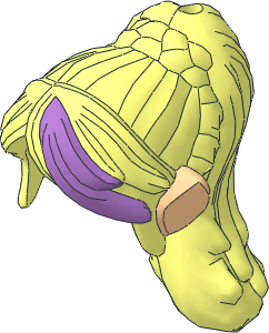 Figure Elves Hair Long Tapered in Back with Braids and Medium Lavender Highlight in Bangs and Light Nougat Elves Ears Pattern